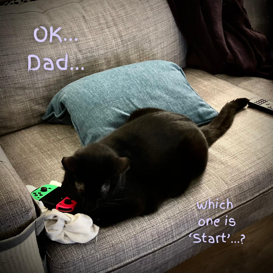 Black cat lays on couch, shoulder touching Nintendo Switch controller. Handkerchief, pillow, remote, and throw in the shot. overlay text reads "ok... Dad... which one is start?"