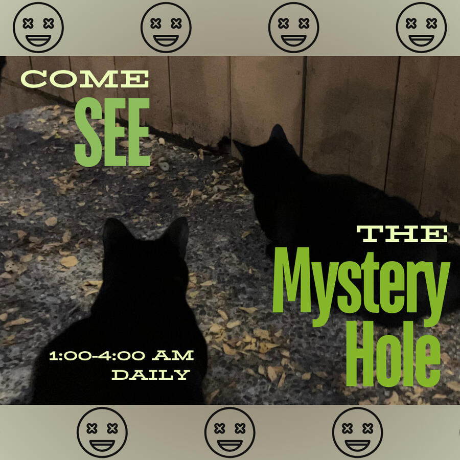 two cats stare at the hole in a wooden fence. text reads, come see the mystery hole 1:00-4:00 AM daily. emojis with open mouths and x eyes line the top and bottom