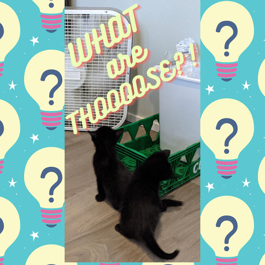 two black kittens inspect a fan, a garbage can, and a soda crate. lightbulb wallpaper to the left and right, stylistic font reads 'What are those?!"